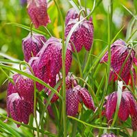 Schachbrettblume