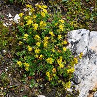 Kleinwüchsige Blumen und Pflanzen säumen den ganzen Weg.