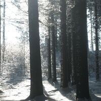 Wald im Winter