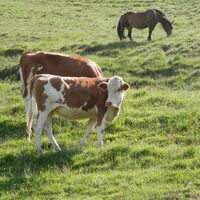 Kühe und Pferde genießen die Almkräuter am Felberberg.
