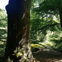 VitalWanderWeg am Obernberg Bad Salzuflen 