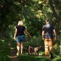 Taubertal_Wandern im Wald