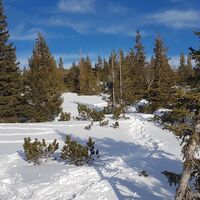 Über den wunderschönen, latschenbewachsenen Kogel