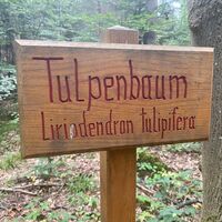 Der Tulpenbaum am Baumgartenrundweg