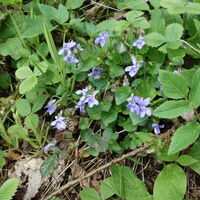 Flora: Veilchen