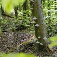 Alte Buche mit Baumpilzen im Nationalpark Eifel