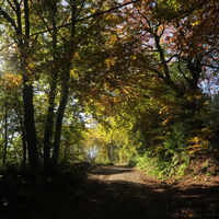 Herbstlicher Wanderpfad