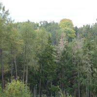 langer Übergang zu den Mammutbäumen