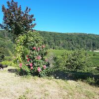 Rastmöglichkeit oberhalb Deidesheim