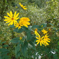 Flora