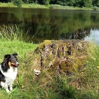 Balu am Sägeweiher auf der Weiher Runde bei Niedrwürzbach