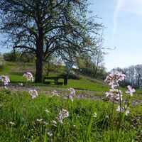 Naturschutzgebiet Wartekopf
