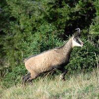 Gams, oft in steilen Planggen unter den Felsen
