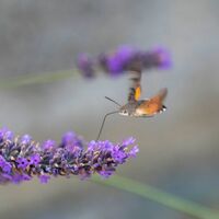 Lavendelblüte im Kurpark Bad Blumau
