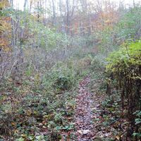 Abstieg am unmarkierten Steig im "Langen Tal"