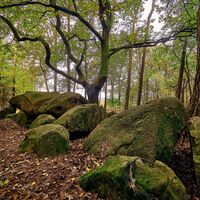 Großsteingrab am Wiemelsberg nahe Ueffeln (Bramsche)