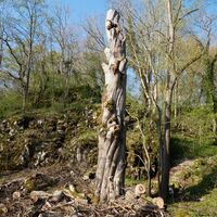 Biotop im Eremitage-Park