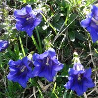 Flora: Clusius-Enzian