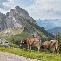 Blick auf den Aggenstein vom Kamm des Breitenbergs