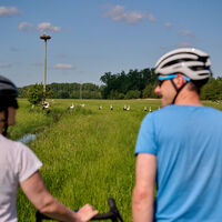 Radfahrer Störche