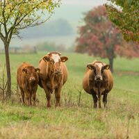 Kuhherde bei Eulenbis