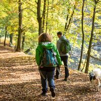 Wandern im Homburger Wald