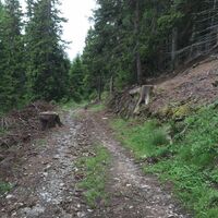 Steig zur Golgesalm.JPG