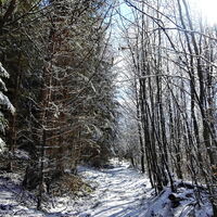 idyllischer Weg im Wald