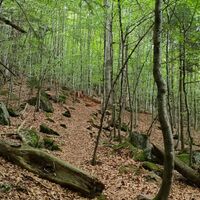Neuer Steig im Aufstieg