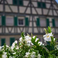 Fachwerkhaus Mundelsheim (Sommer Mundelsheim)