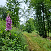 Schwälmer Meteoriden Pfad
