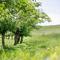 Natur rund um Riegersburg