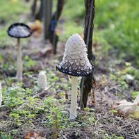 Tourismus Service Bergstrasse Burgensteig Pilze Weiss Roland Robra