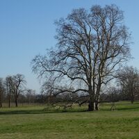 Platane Hofgarten