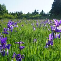 Iriswiese