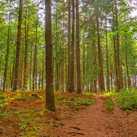 Pfad im Kuhmühler Wald