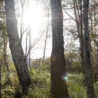Birkenwald im Sonnenschein