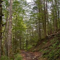 Aufstieg durch den Wald