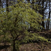Hütteldorf - Lainzer Tiergarten - Liesing