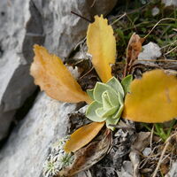 bei den warmen Temperaturen probierts der Petergstamm (Aurikel) nochmal