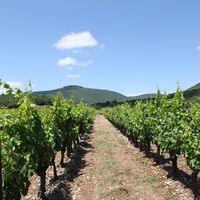 Weinberge