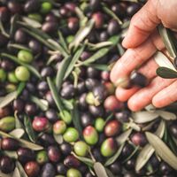 Olive Casaliva
