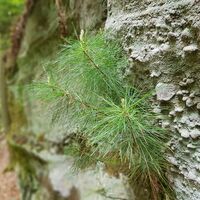 Felsen mit Einschlüssen am Rodalber Felsenwanderweg