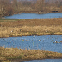 Wildgänse am Wyler Meer