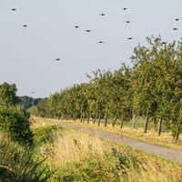 Obstbaumallee im Amt Neuhaus im Herbst