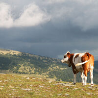 Ausblick am Hochwechsel mit Rind_Oststeiermark