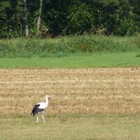 Storch  auf Futtersuche im Feuchtgebiet