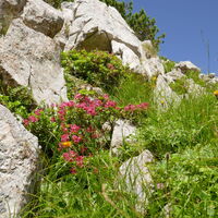 der Almrausch in Vollblüte