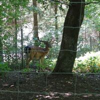 Wildgehege nahe Schloss Hadersfeld