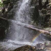 Baumstamm bei den Zweribachwasserf lle High Res 26297